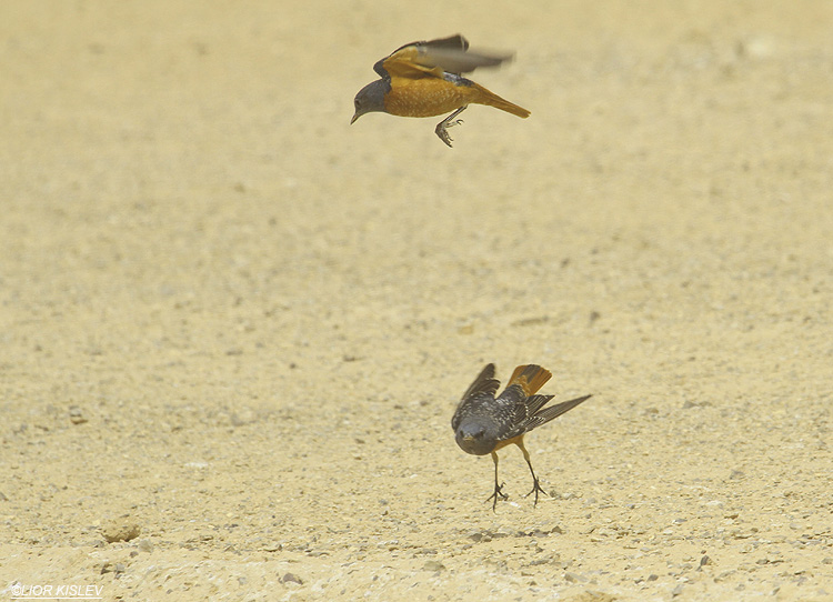  .  Rufous-tailed Rock-Thrush Monticola saxatilis . Km77 Neot Smadar ,Israel .31-03-12  . Lior Kislev 